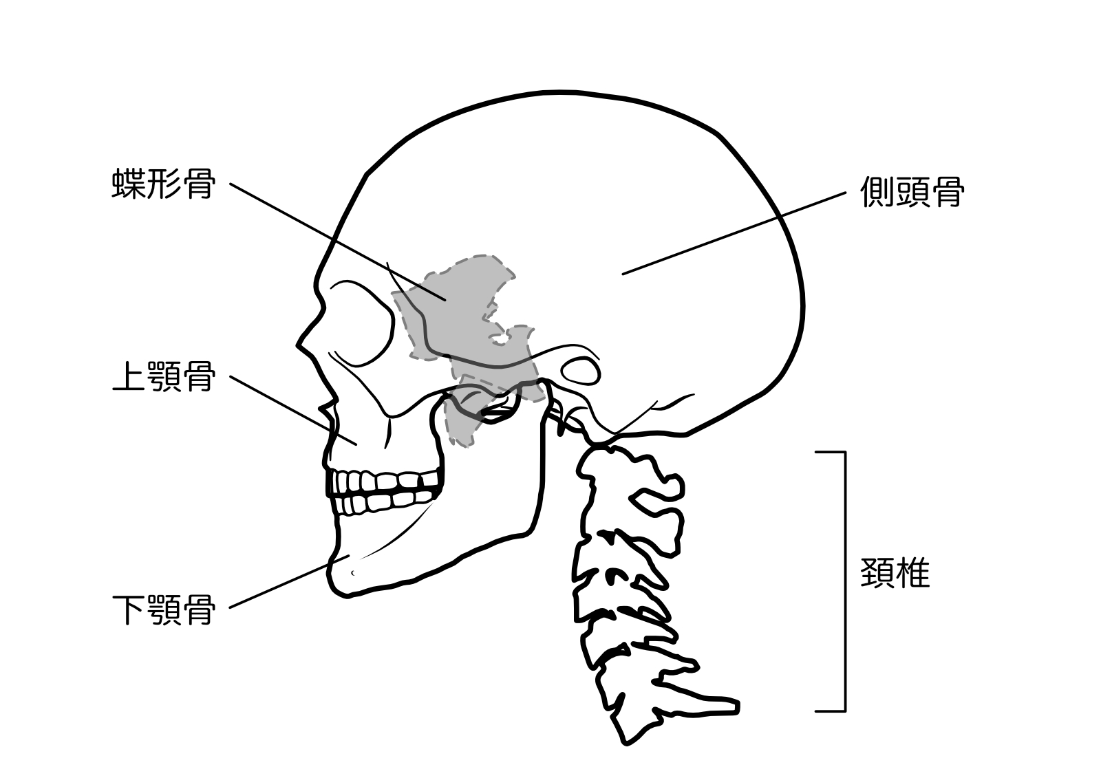 頭蓋骨の画像